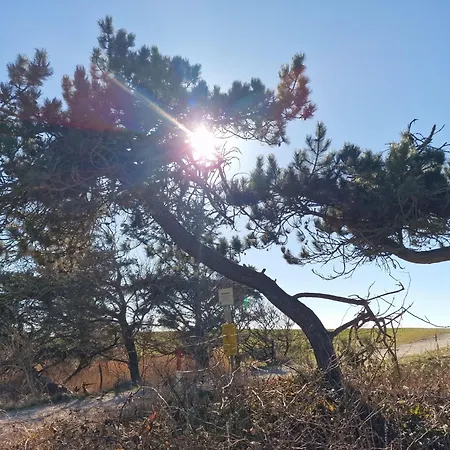Goldblick * Fehmarn